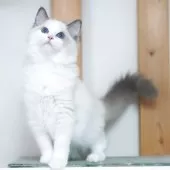 ラグドール【東京都・男の子・2025年2月9日・ブルーポイント バイカラー】の写真4