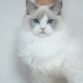 ラグドール【東京都・男の子・2025年5月19日・ブルーポイントバイカラー】の写真5