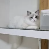 ラグドール【東京都・男の子・2025年5月19日・ブルーポイントバイカラー】の写真6