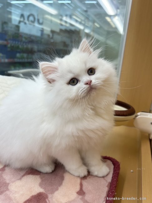 かわいい子猫｜鈴木　謙造(すずき　けんぞう)ブリーダー(北海道・ミヌエット・CRC登録)の紹介写真2