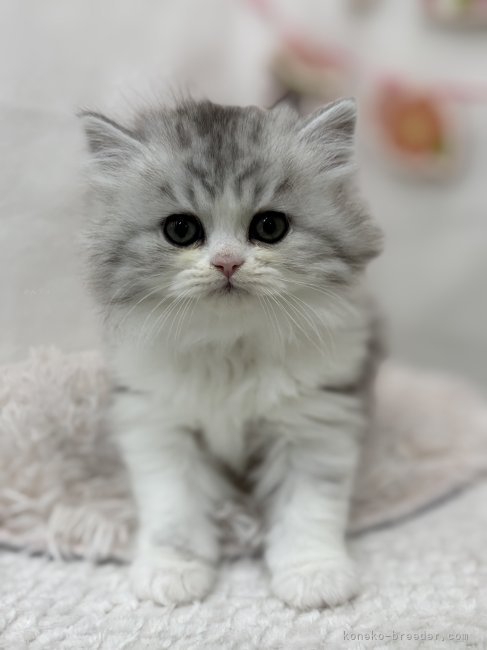 かわいい子猫｜鈴木　謙造(すずき　けんぞう)ブリーダー(北海道・ミヌエット・CRC登録)の紹介写真3