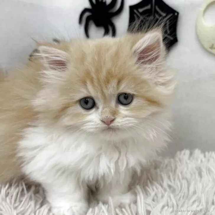 ミヌエット(長足)【北海道・女の子・2025年8月20日・レッドタビー&amp;ホワイト】の写真1