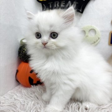 ミヌエット(長足)【北海道・男の子・2025年8月30日・レッドタビー&ホワイト】の写真「元気いっぱい💕」