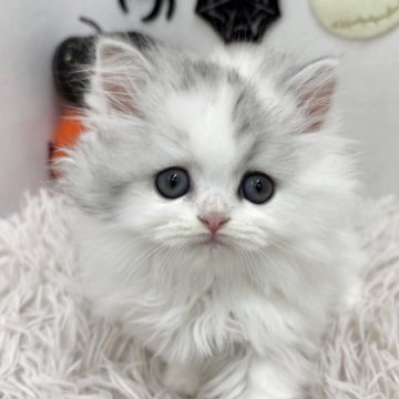 ミヌエット【北海道・女の子・2025年8月20日・ダイリュートキャリコ】の写真「たれめちゃん💕」