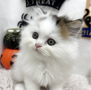 ミヌエット(長足)【北海道・男の子・2025年8月30日・ブラウンタビー&ホワイトバン】の写真「元気いっぱい✨」