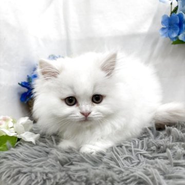 ミヌエット(長足)【北海道・女の子・2025年3月15日・クリーム&ホワイト】の写真「かわいい女の子💕」