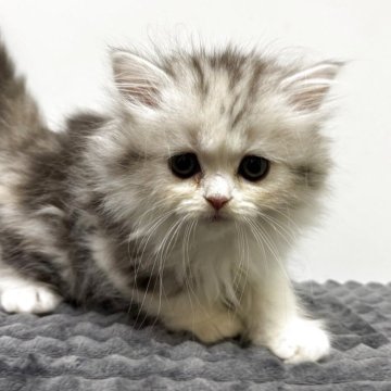 ミヌエット(長足)【北海道・女の子・2025年6月19日・シルバーパッチドタビー&ホワイト】の写真「かわいいミヌちゃん🩷」