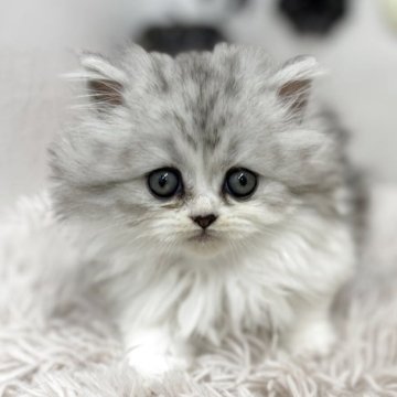 ミヌエット(長足)【北海道・男の子・2025年8月20日・シルバータビー&ホワイト】の写真「おめめパッチリ💕」