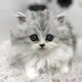 ミヌエット(長足)