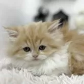 ミヌエット(長足)【北海道・女の子・2025年8月20日・レッドタビー&ホワイト】の写真2