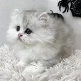 ミヌエット(長足)【北海道・女の子・2025年8月15日・ダイリュートキャリコ】の写真5