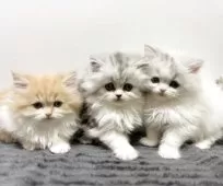 ミヌエット(長足)【北海道・女の子・2025年8月20日・レッドタビー&ホワイト】の写真5