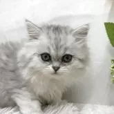 ミヌエット(長足)【北海道・男の子・2025年6月27日・シルバータビー&ホワイト】の写真5