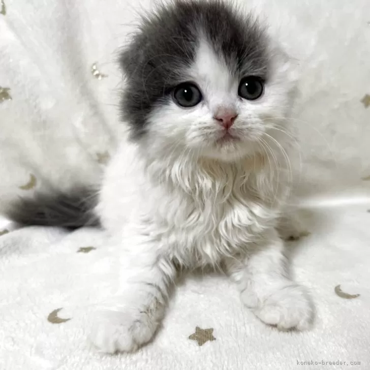 スコティッシュフォールド(折れ耳)【兵庫県・女の子・2025年9月4日・ブルーパッチドタビー&amp;ホワイト】の写真1