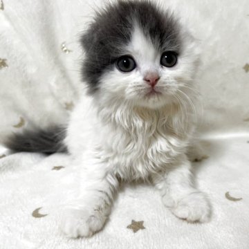 スコティッシュフォールド(折れ耳)【兵庫県・女の子・2025年9月4日・ブルーパッチドタビー&ホワイト】の写真「甘えたちゃん💞」