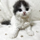 スコティッシュフォールド(折れ耳)