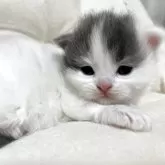 スコティッシュフォールド(折れ耳)