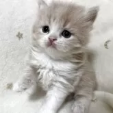 スコティッシュフォールド(立ち耳)【兵庫県・男の子・2025年9月4日・クリームタビー&ホワイト】の写真3