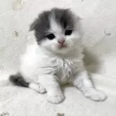 スコティッシュフォールド(折れ耳)【兵庫県・女の子・2025年9月4日・ブルーパッチドタビー&ホワイト】の写真7