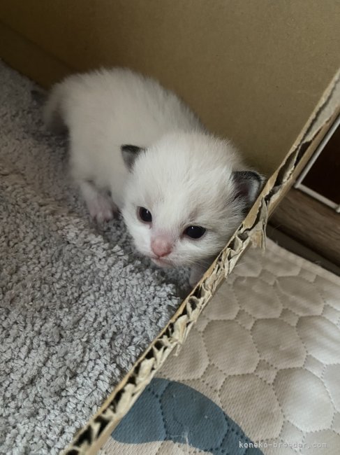 大石まなみブリーダーのブログ：ラグドールの赤ちゃん達💚