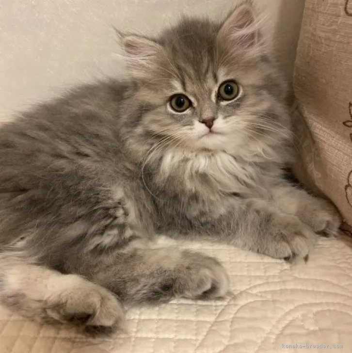 ID：2304-00765の子猫
