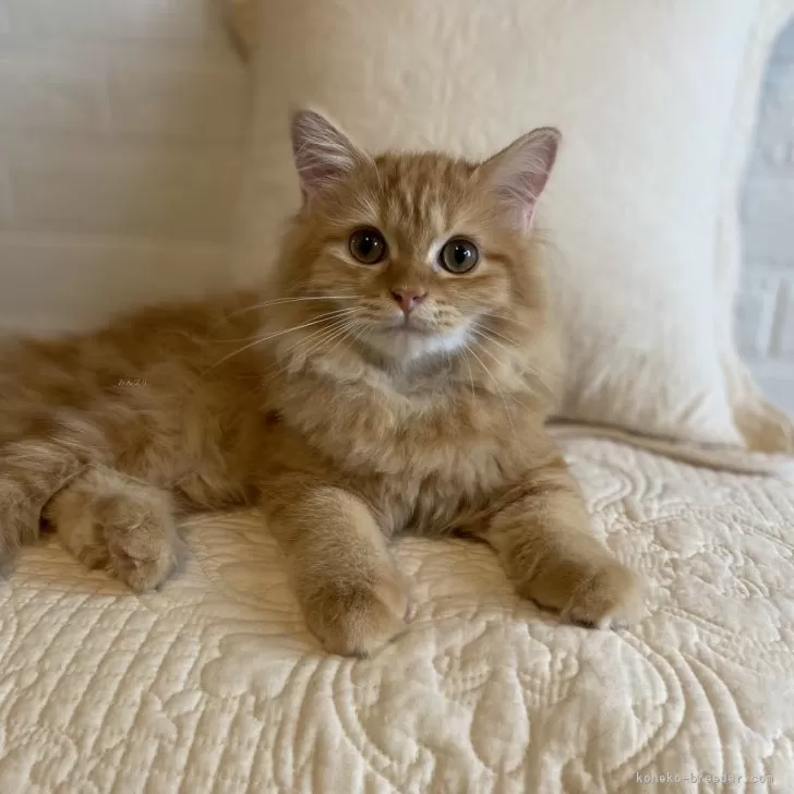 S.K 様のお迎えした子猫
