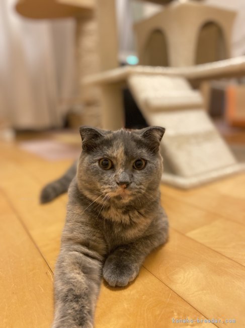 スコティッシュフォールド【・女の子・2024年7月17日・ブルークリーム】