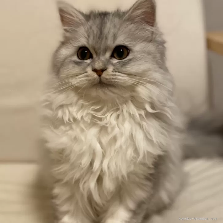 ID:2309-02643の子猫