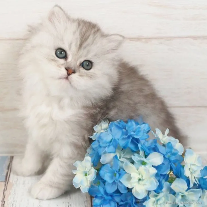 ID:2304-00439の子猫