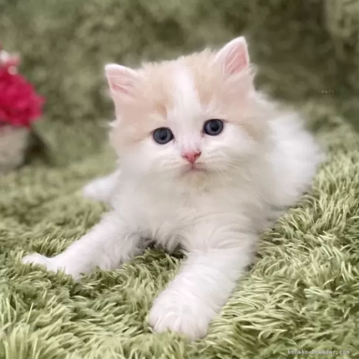 ID:2407-03286の子猫