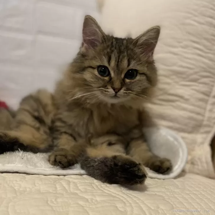 ID：2406-01099の子猫