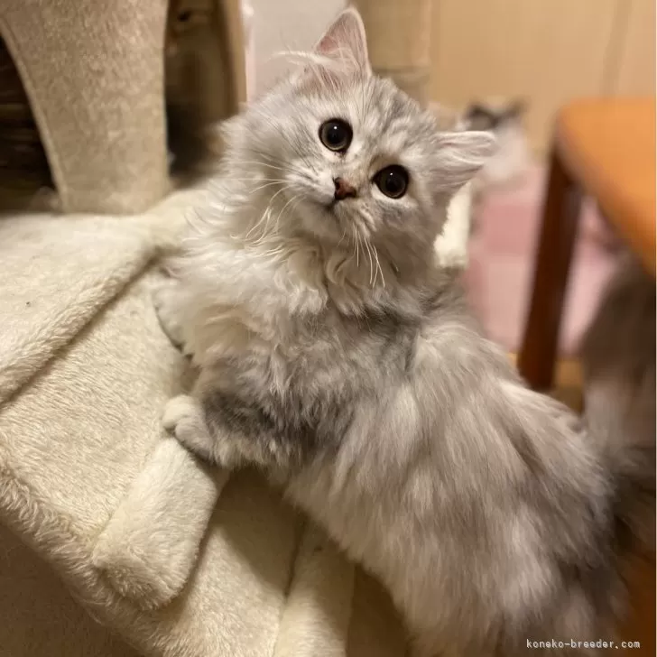 ID:2312-02053の子猫