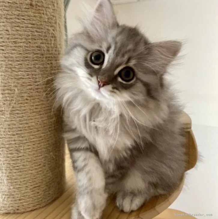 ID:2304-00505の子猫