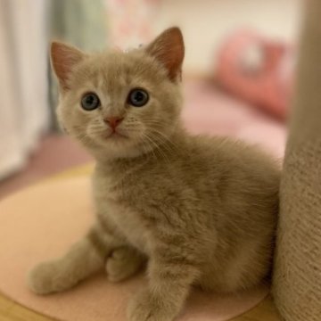 スコティッシュフォールド(立ち耳)【愛知県・女の子・2023年5月17日・クリームタビー（ショート）】の写真「とっても可愛い立ち耳の女の子❣️」