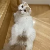 スコティッシュフォールド(折れ耳)【愛知県・男の子・2024年5月16日・クリーム&ホワイト】の写真9