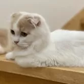 スコティッシュフォールド(折れ耳)【愛知県・男の子・2024年5月16日・クリーム&ホワイト】の写真7