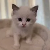 ラグドール【愛知県・女の子・2023年9月19日・ブルーポイントバイカラー】の写真5