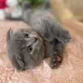 スコティッシュフォールド(折れ耳)【愛知県・男の子・2025年9月12日・ブルー】の写真9