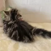 ミヌエット(短足)【愛知県・男の子・2025年11月29日・ブラウンタビー】の写真4