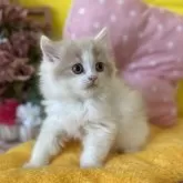 ブリティッシュロングヘア【愛知県・男の子・2025年2月1日・クリーム&ホワイト】の写真12