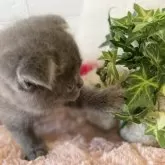 スコティッシュフォールド(折れ耳)【愛知県・男の子・2025年9月12日・ブルー】の写真11