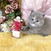 スコティッシュフォールド(立ち耳)【愛知県・女の子・2025年3月31日・ブルークリーム】の写真14