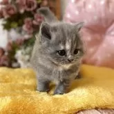 スコティッシュフォールド(立ち耳)【愛知県・女の子・2025年3月31日・ブルークリーム】の写真6