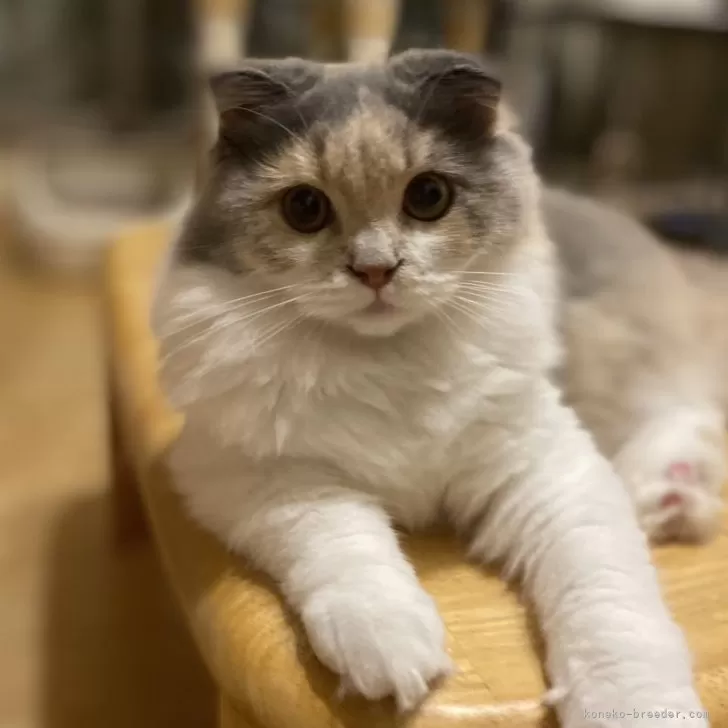 スコティッシュフォールド(折れ耳)【愛知県・女の子・2025年3月31日・ダイリュートキャリコ】の写真1「お首周りがゴージャスになってきました💠」