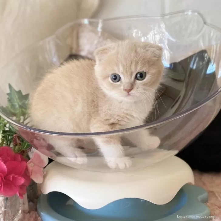 ID：2601-01232の子猫