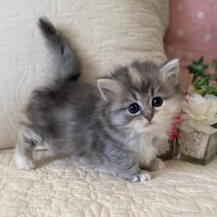 ID:2501-01757の子猫