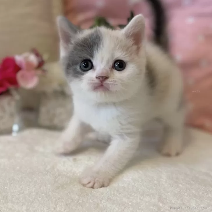 ID：2501-00577の子猫