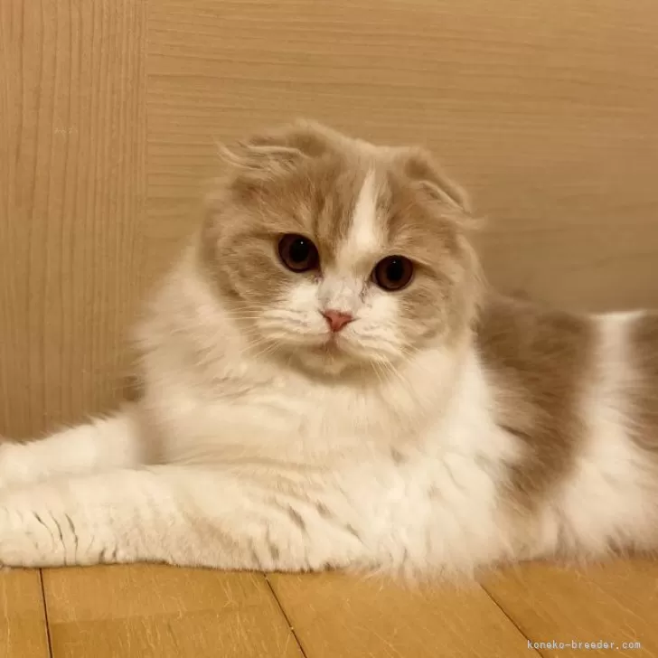 みどり 様のお迎えした子猫