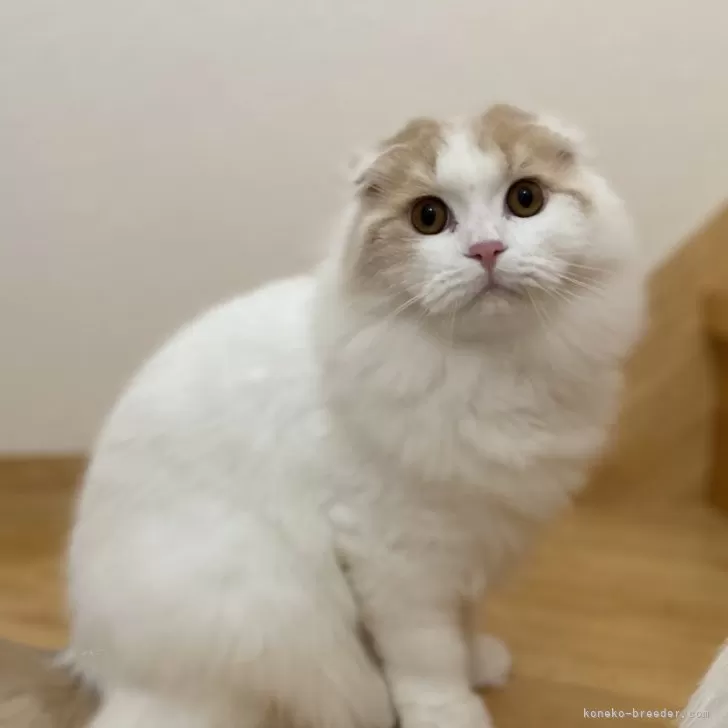 ID：2407-03159の子猫
