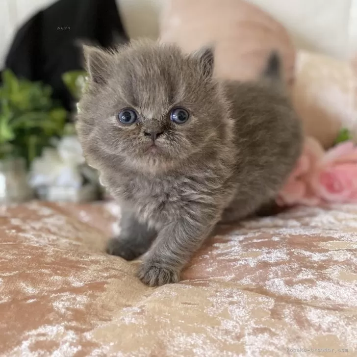 ID:2508-02333の子猫